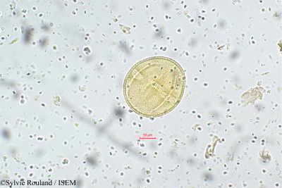 Corchorus capsularis - lame n° 5524