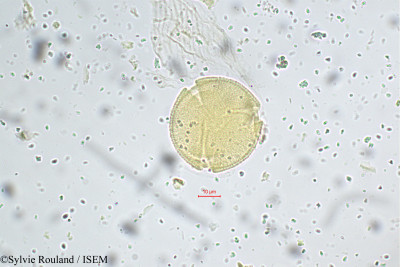 Corchorus capsularis - lame n° 5524