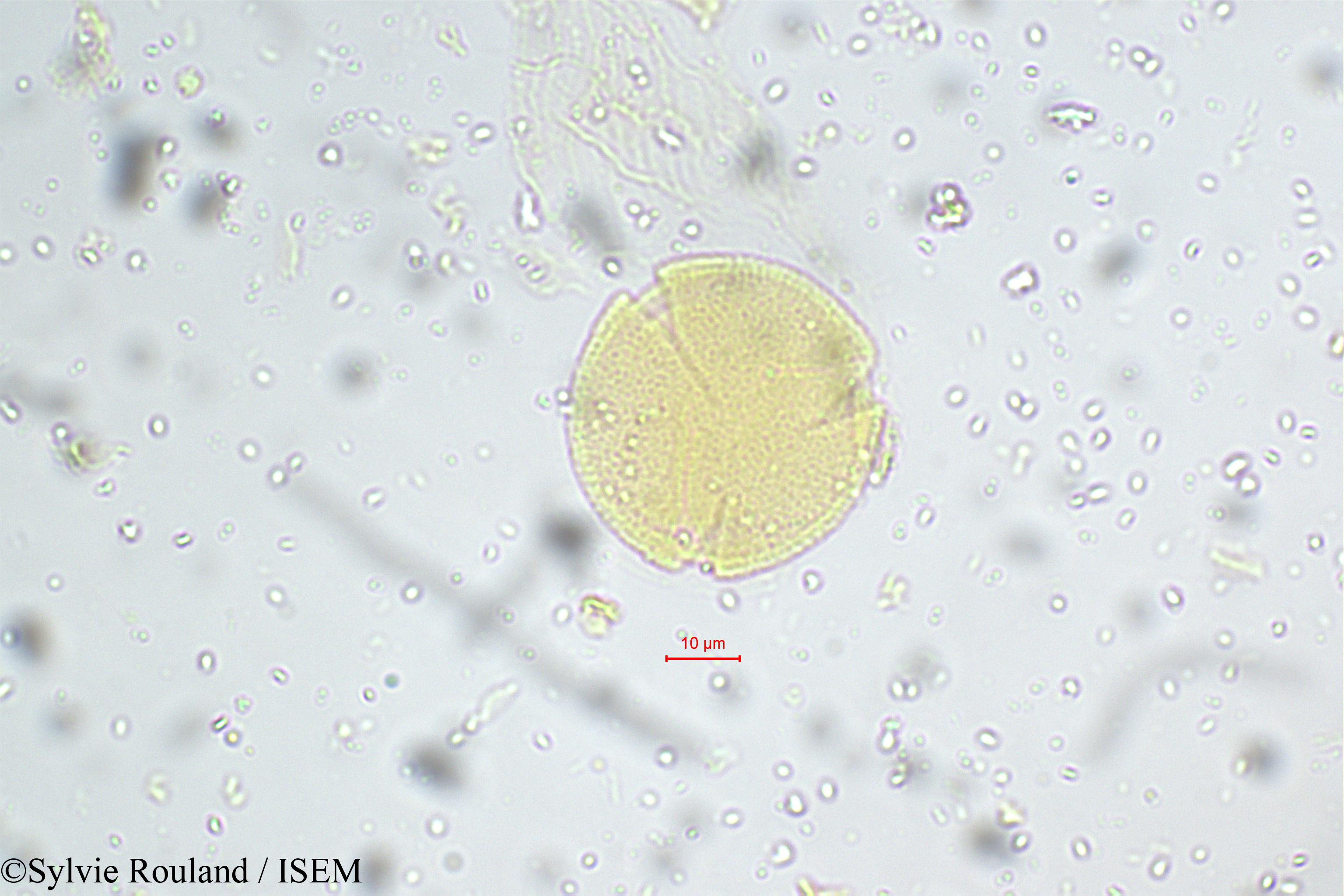 Sylvie.Rouland/Corchorus_capsularis_5524/Corchorus_capsularis_5524_0005(copy).jpg