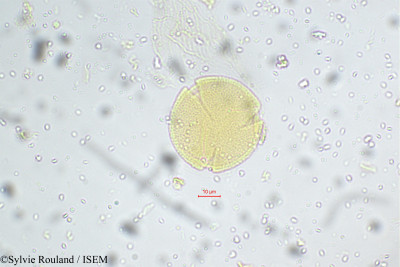 Corchorus capsularis - lame n° 5524
