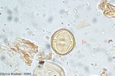 Corchorus capsularis - lame n° 5783