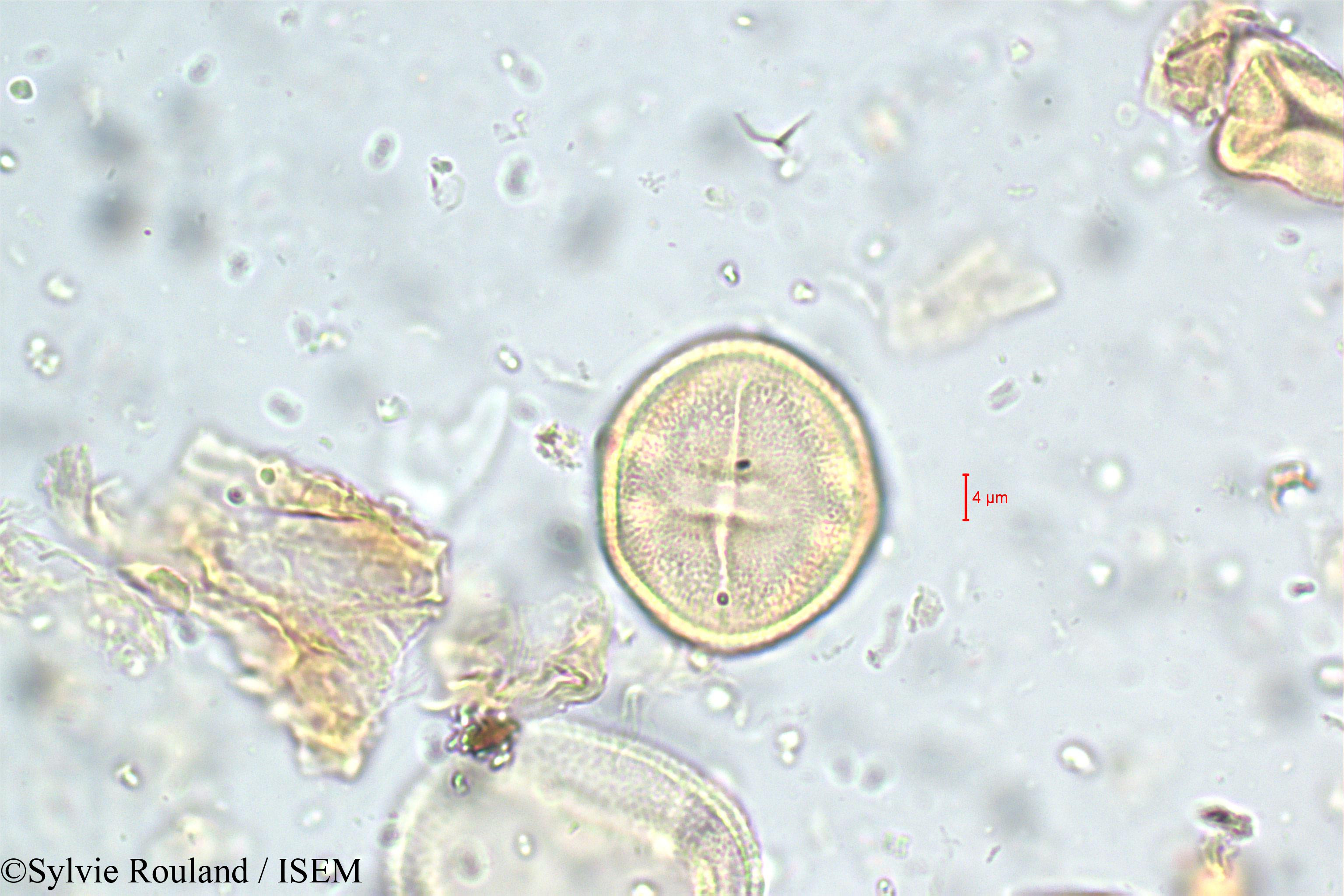 Sylvie.Rouland/Corchorus_capsularis_5783/Corchorus_capsularis_5783_0002(copy).jpg