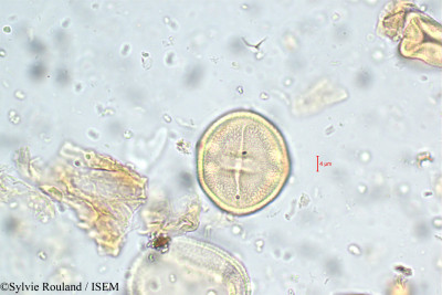 Corchorus capsularis - lame n° 5783