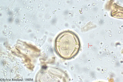 Corchorus capsularis - lame n° 5783