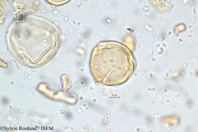 Corchorus capsularis - lame n° 5783