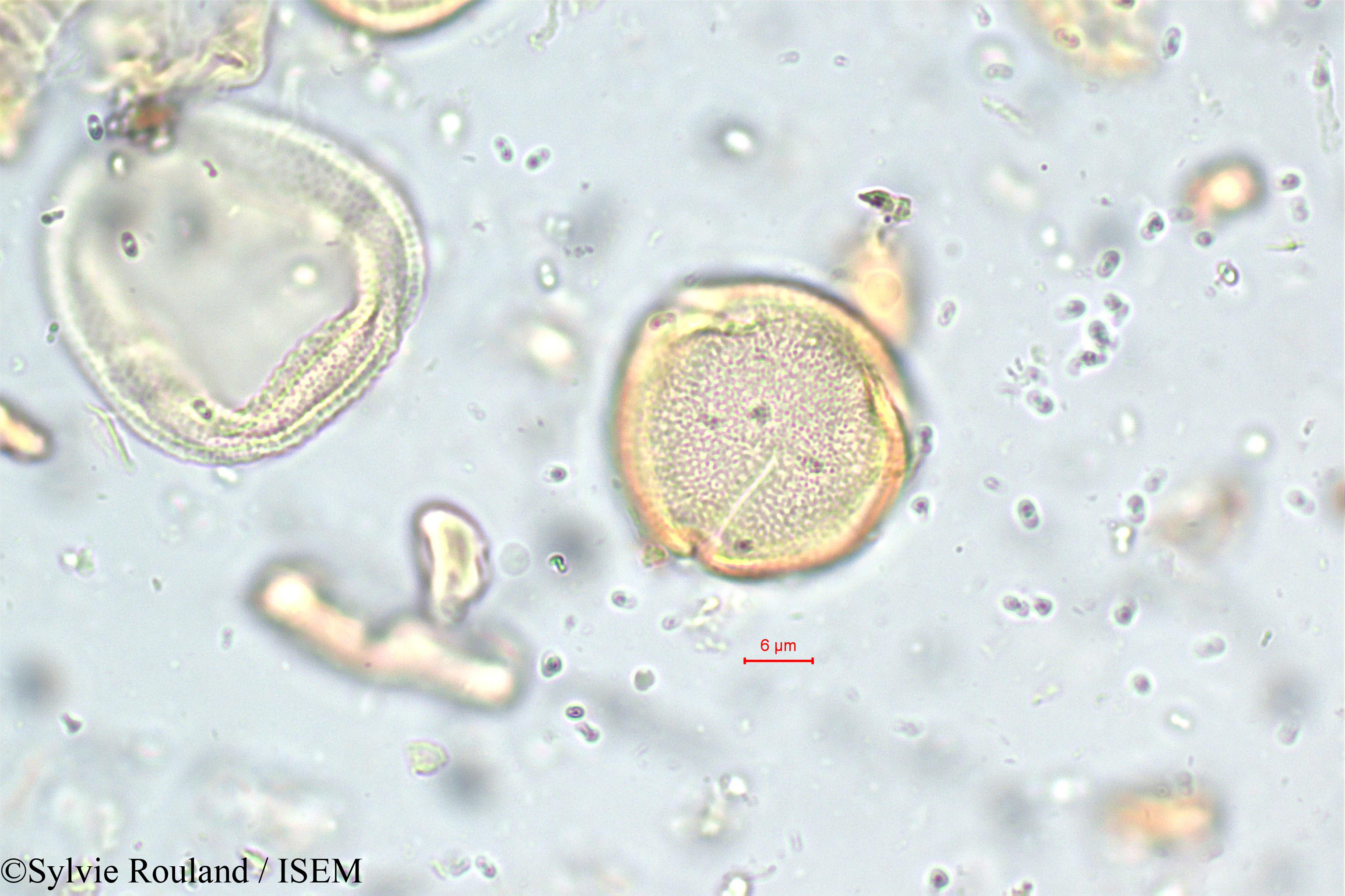 Sylvie.Rouland/Corchorus_capsularis_5783/Corchorus_capsularis_5783_0005(copy).jpg