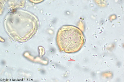 Corchorus capsularis - lame n° 5783