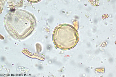 Corchorus capsularis - lame n° 5783