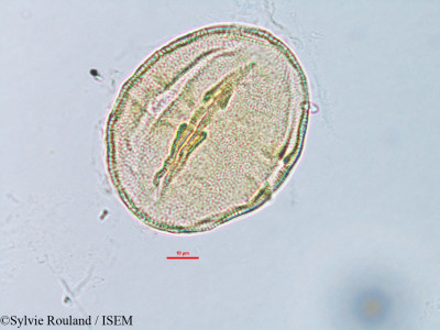 Corchorus hamatus - lame n° 3168