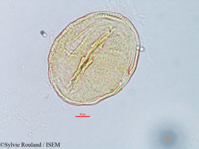 Corchorus hamatus - lame n° 3168