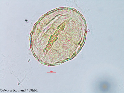 Corchorus hamatus - lame n° 3168