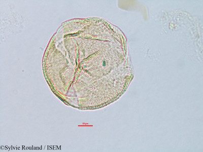 Corchorus hamatus - lame n° 3168
