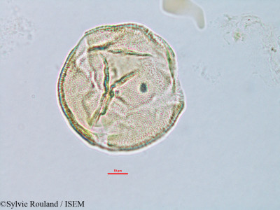 Corchorus hamatus - lame n° 3168