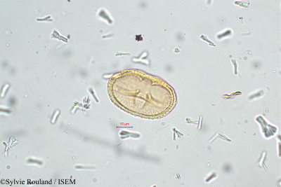 Sylvie.Rouland/Corchorus_olitorius_5124/Corchorus_olitorius_5124_0001(copy)_thumb.jpg