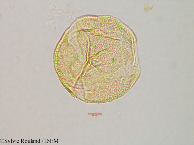 Sylvie.Rouland/Corchorus_rostratus_3169/Corchorus_rostratus_3169_0001(copy)_thumb.jpg