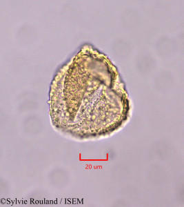 Cordia - lame n° 47347