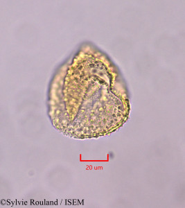 Cordia - lame n° 47347