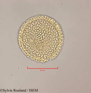Cordia martinicensis - lame n° 47250