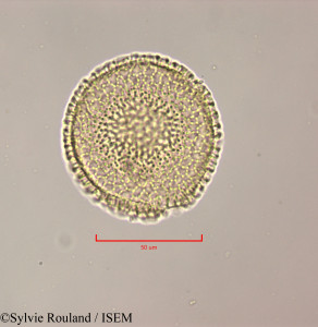 Cordia martinicensis - lame n° 47250