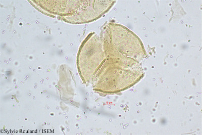 Cordia monoica - lame n° 4991