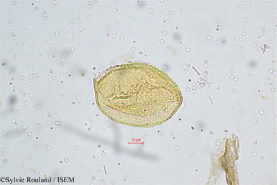 Cordia monoica - lame n° 4991
