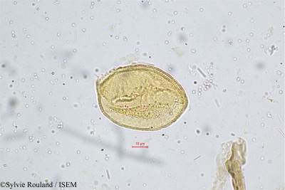 Cordia monoica - lame n° 4991