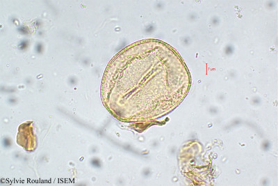 Cordia monoica - lame n° 5765