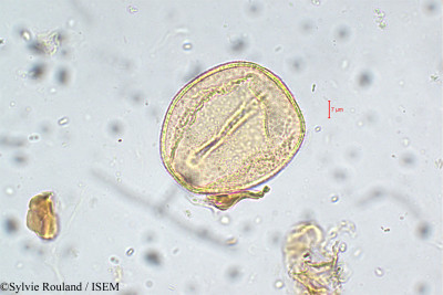 Cordia monoica - lame n° 5765