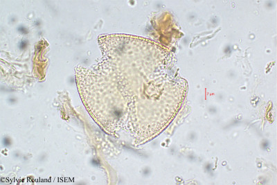 Cordia monoica - lame n° 5765