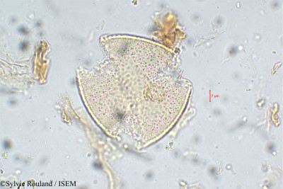 Cordia monoica - lame n° 5765