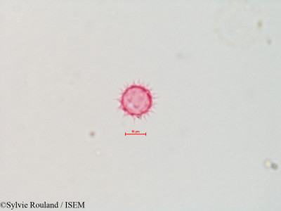 Sylvie.Rouland/Coreopsis_cardaminifolia_4325/Coreopsis_cardaminifolia_4325_0001(copy)_thumb.jpg