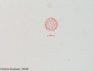 Sylvie.Rouland/Corethrogyne_filaginifolia_4326/Corethrogyne_filaginifolia_4326_0001(copy)_thumb.jpg