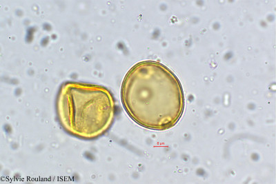 Coriaria nepalensis - lame n° 5359