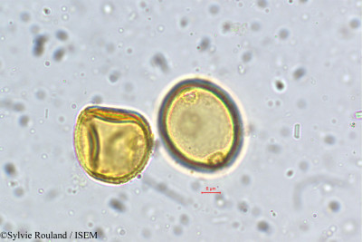 Coriaria nepalensis - lame n° 5359