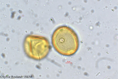Coriaria nepalensis - lame n° 5359