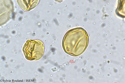 Coriaria nepalensis - lame n° 5359