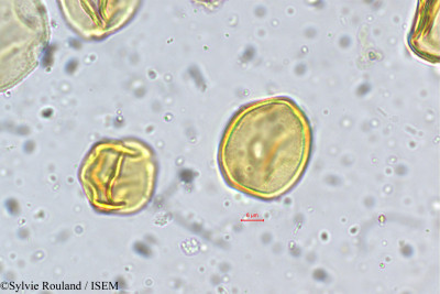 Coriaria nepalensis - lame n° 5359