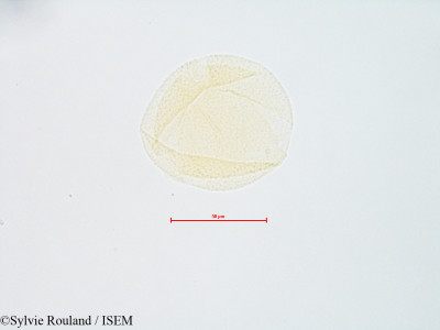 Sylvie.Rouland/Cornus_stolonifera_4814/Cornus_stolonifera_4814_0001(copy)_thumb.jpg