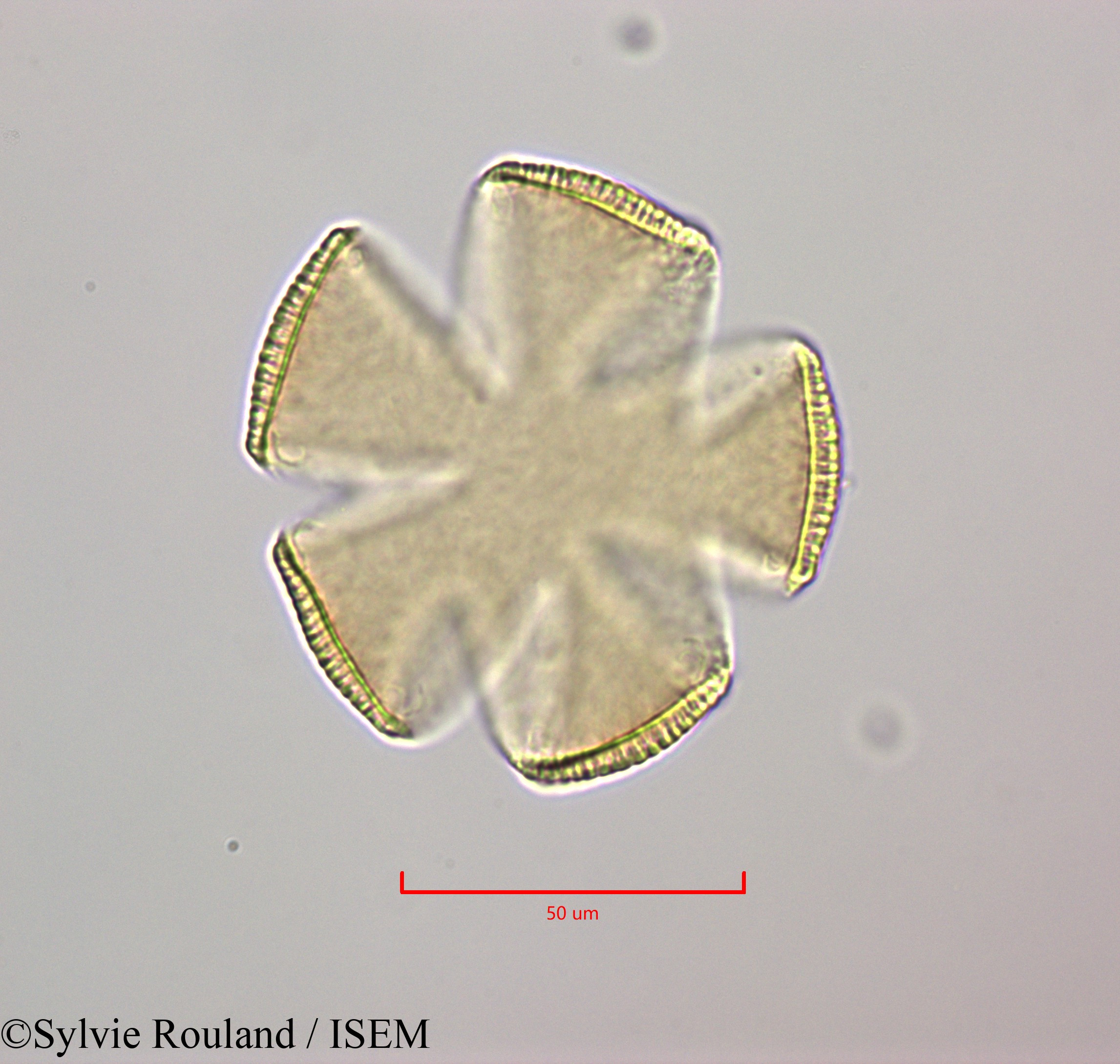 Sylvie.Rouland/Cornutia_pyramidata_47243/Cornutia_pyramidata_47243_0001(copy).jpg