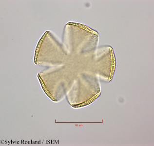 Sylvie.Rouland/Cornutia_pyramidata_47243/Cornutia_pyramidata_47243_0001(copy)_thumb.jpg