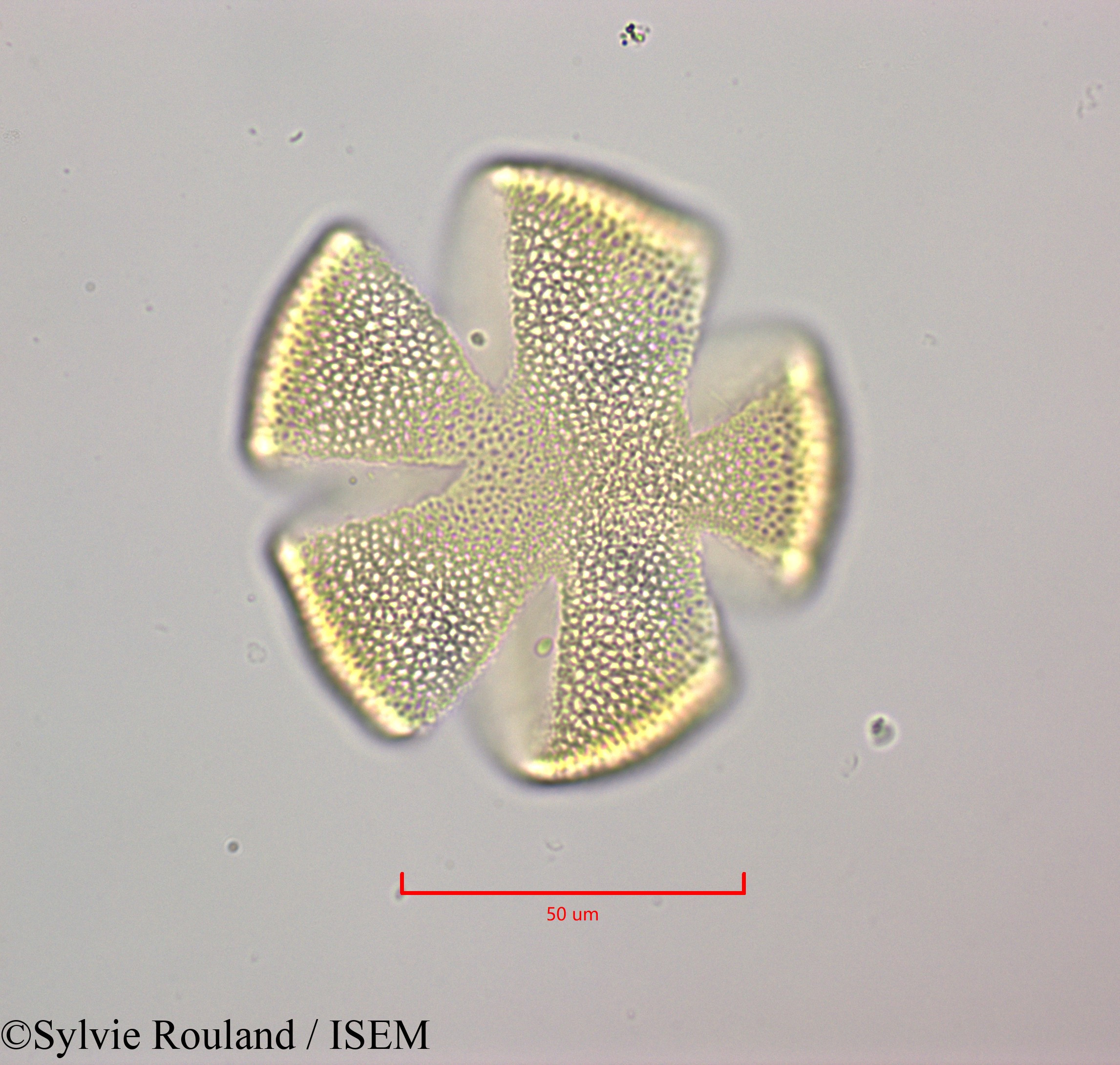 Sylvie.Rouland/Cornutia_pyramidata_47243/Cornutia_pyramidata_47243_0002(copy).jpg