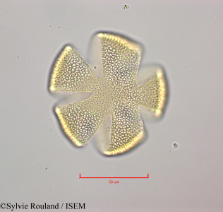 Cornutia pyramidata - lame n° 47243
