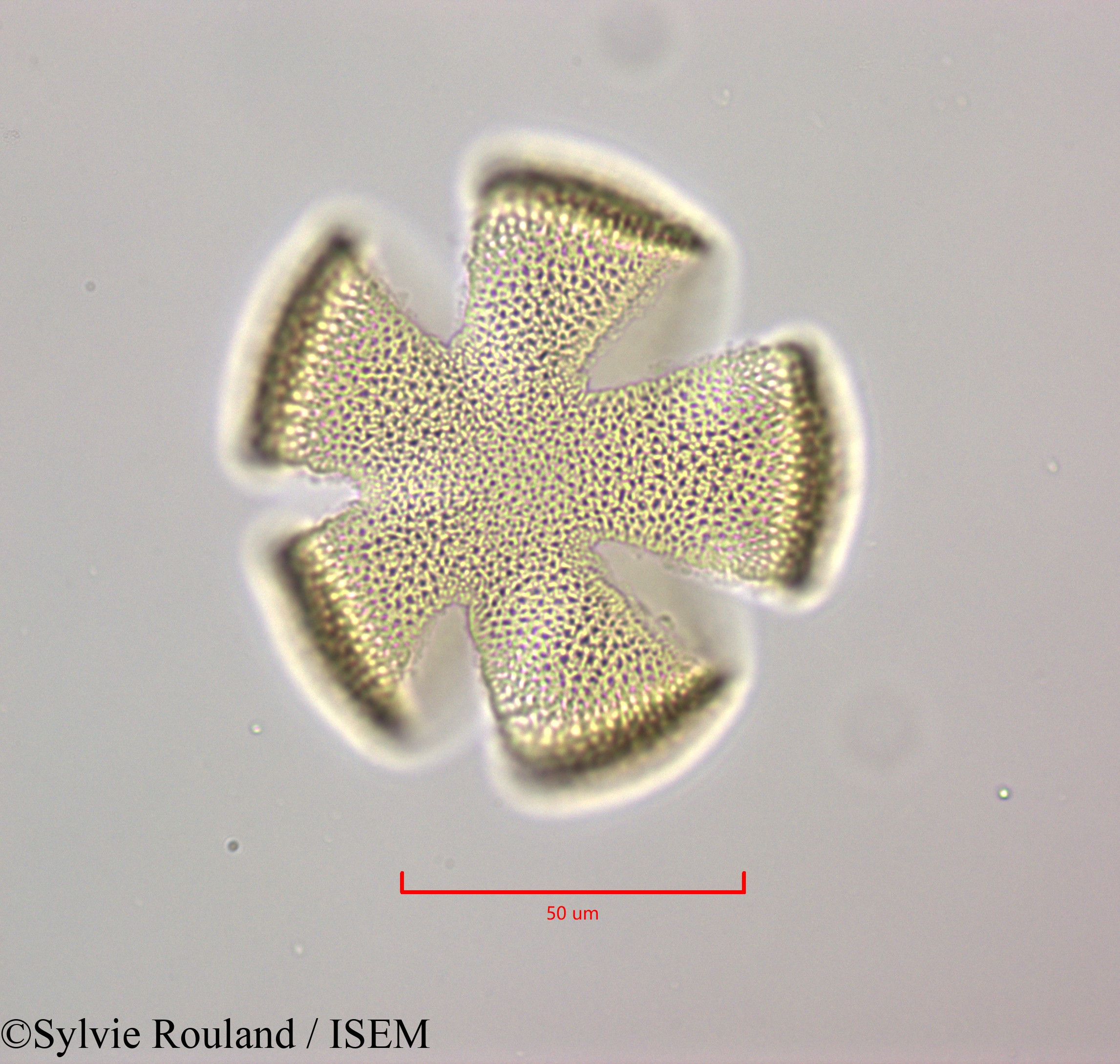 Sylvie.Rouland/Cornutia_pyramidata_47243/Cornutia_pyramidata_47243_0003(copy).jpg