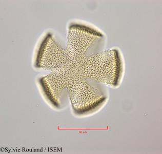 Cornutia pyramidata - lame n° 47243