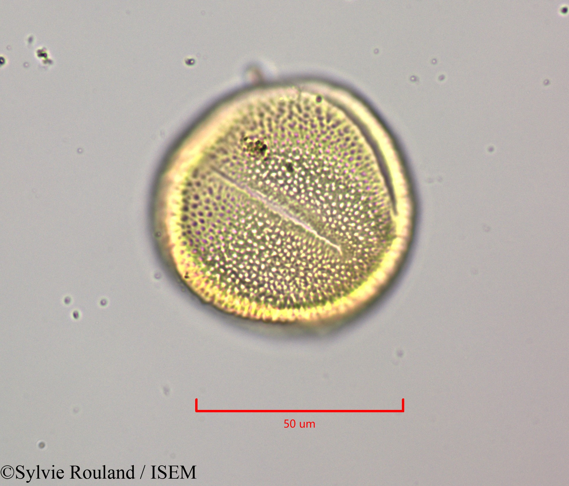 Sylvie.Rouland/Cornutia_pyramidata_47243/Cornutia_pyramidata_47243_0004(copy).jpg
