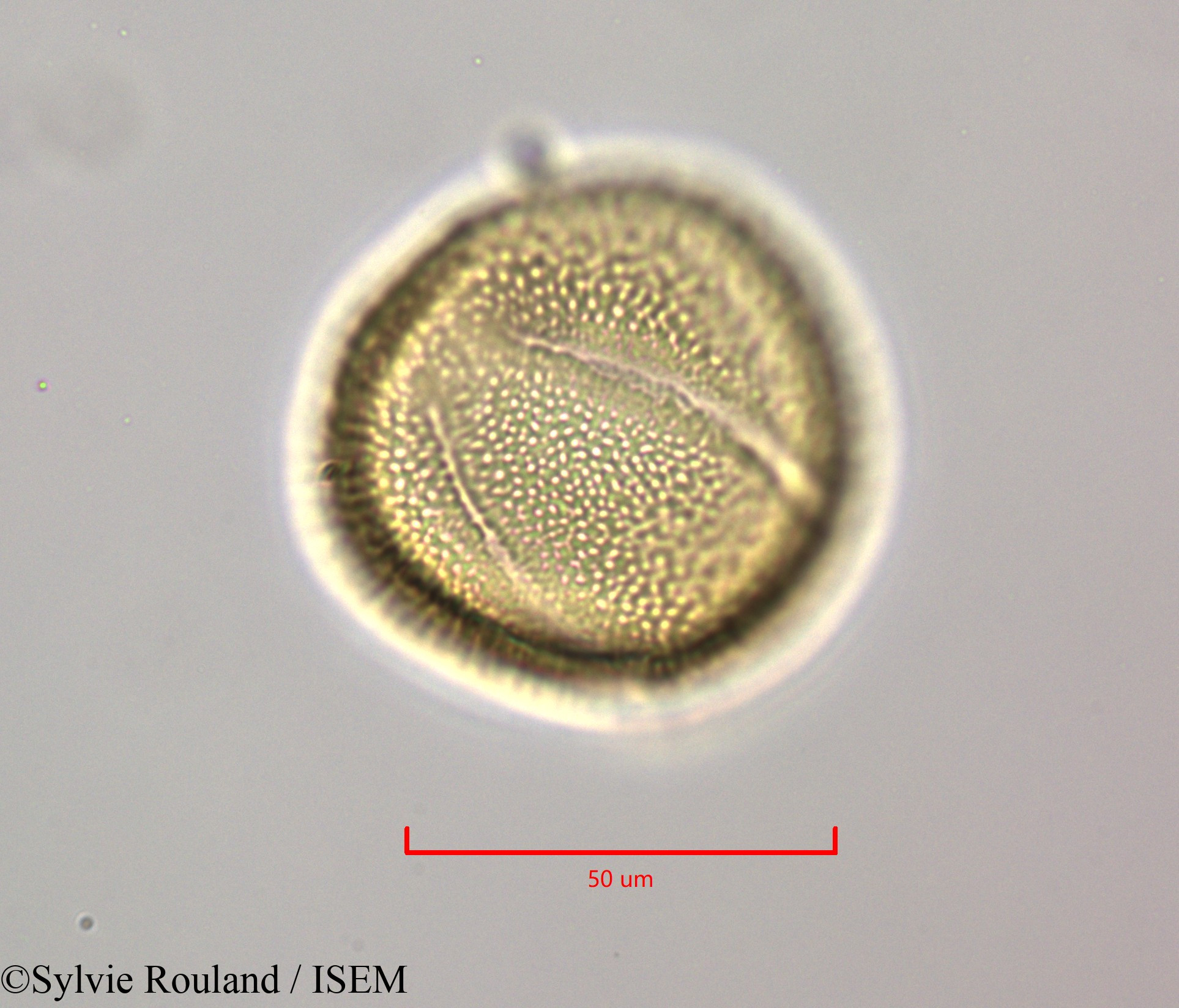 Sylvie.Rouland/Cornutia_pyramidata_47243/Cornutia_pyramidata_47243_0005(copy).jpg