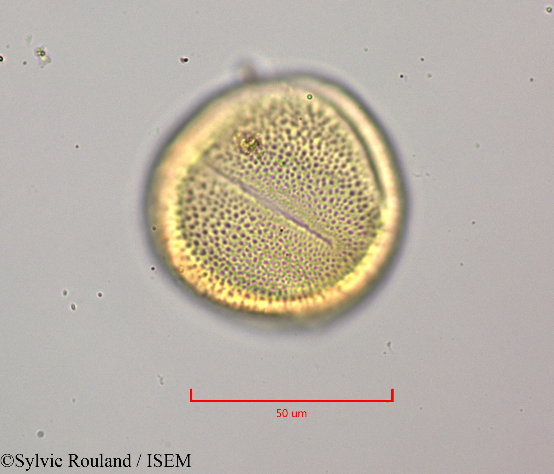 Sylvie.Rouland/Cornutia_pyramidata_47243/Cornutia_pyramidata_47243_0006(copy).jpg
