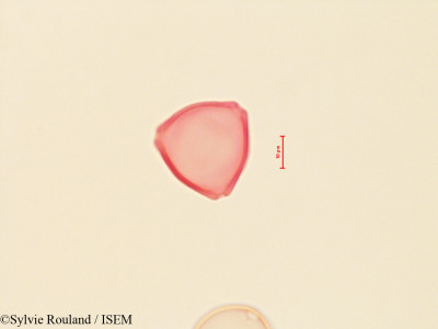 Sylvie.Rouland/Corylus_californica_4444/Corylus_californica_4444_0001(copy)_thumb.jpg