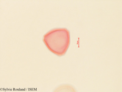 Corylus californica - lame n° 4444