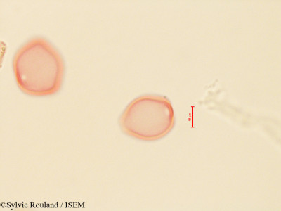 Corylus californica - lame n° 4444